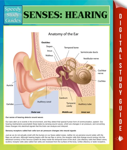 Senses: Hearing Speedy Study Guides