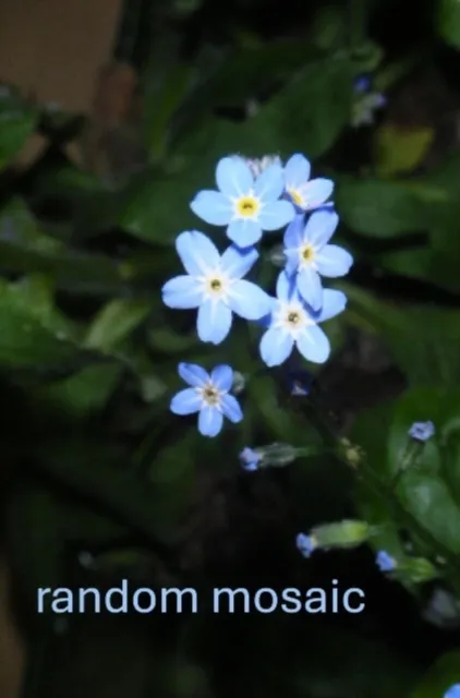 random mosaic