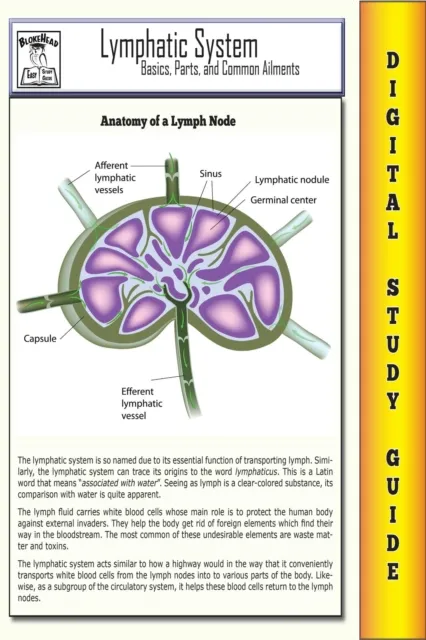 Lymphatic System ( Blokehead Easy Study Guide)