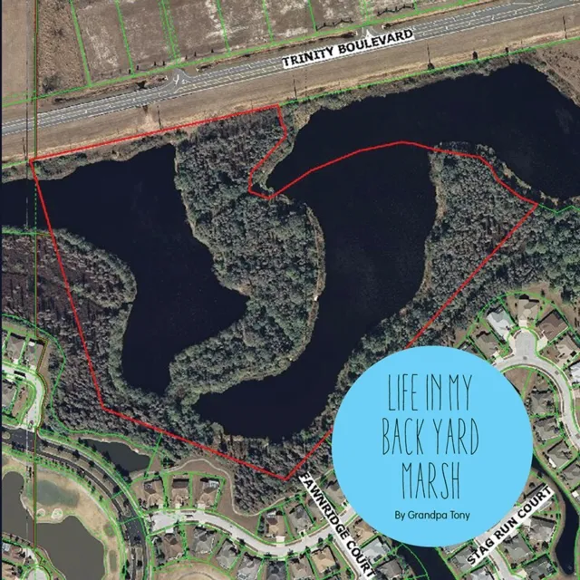 Life in My Back Yard Marsh