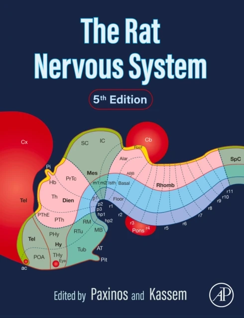 Rat Nervous System