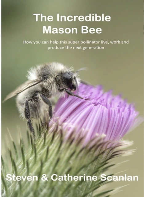 Incredible Mason Bee