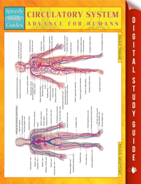 Circulatory System Advanced For Humans