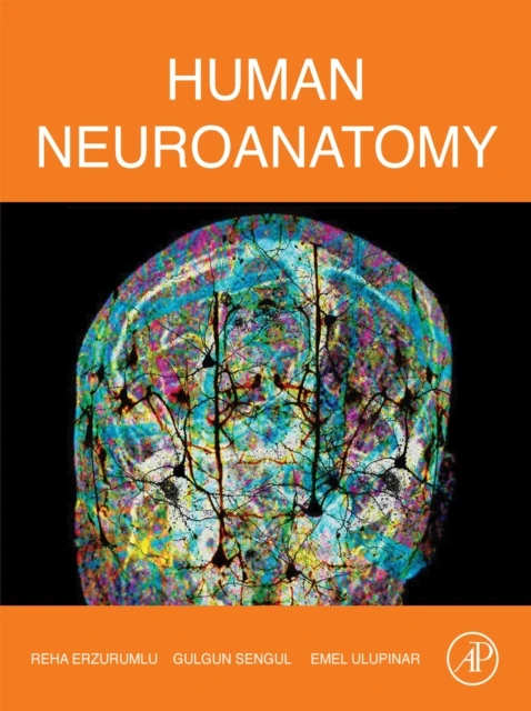 Human Neuroanatomy