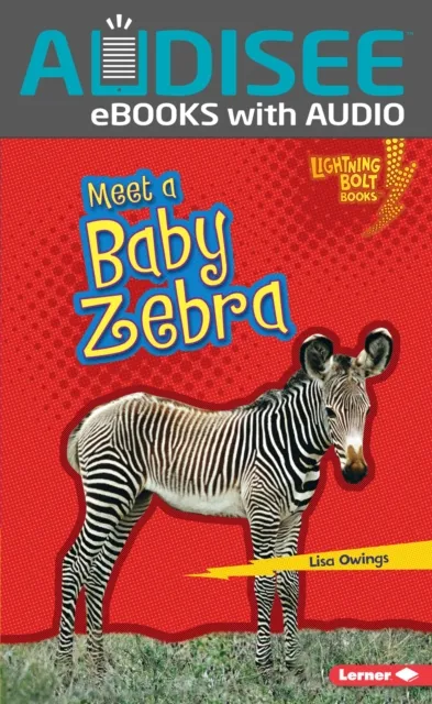 Meet a Baby Zebra