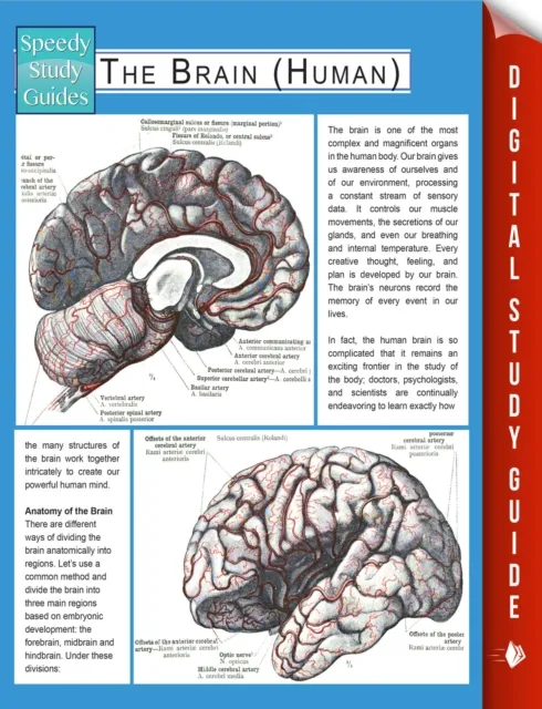 Brain (Human) (Speedy Study Guides)