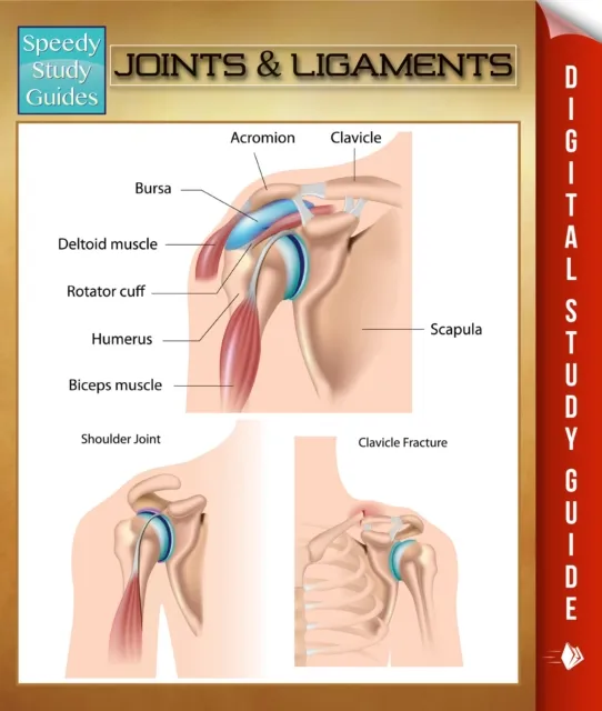 Joints & Ligaments
