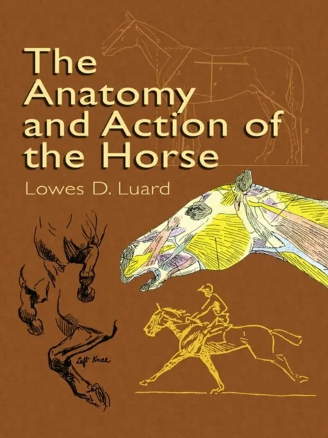 Anatomy and Action of the Horse