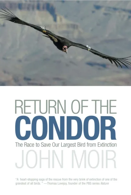 Return of the Condor