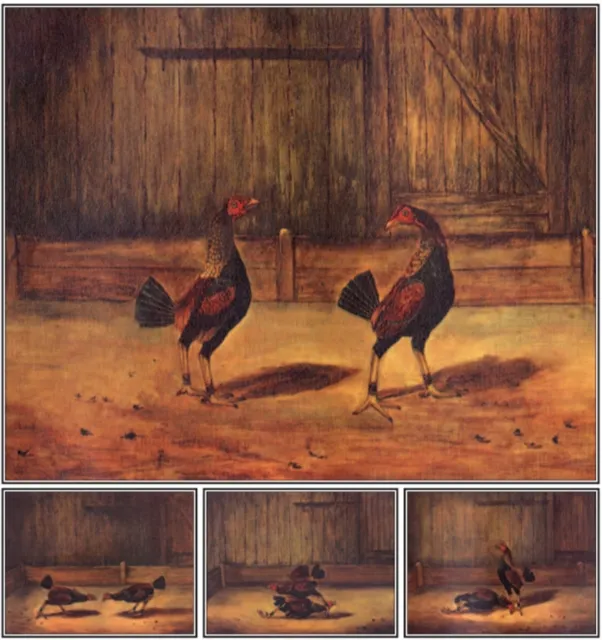 Breeding and Management of Fighting Cocks