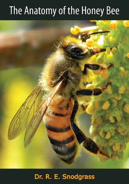 Anatomy of the Honey Bee