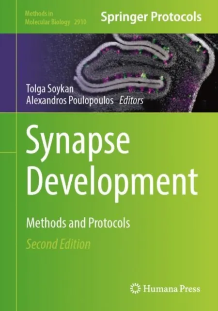 Synapse Development