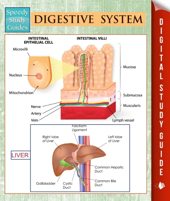 Digestive System (Speedy Study Guides)