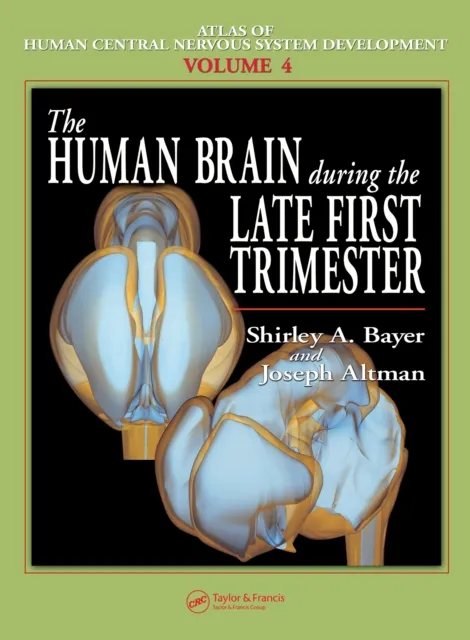 Human Brain During the Late First Trimester